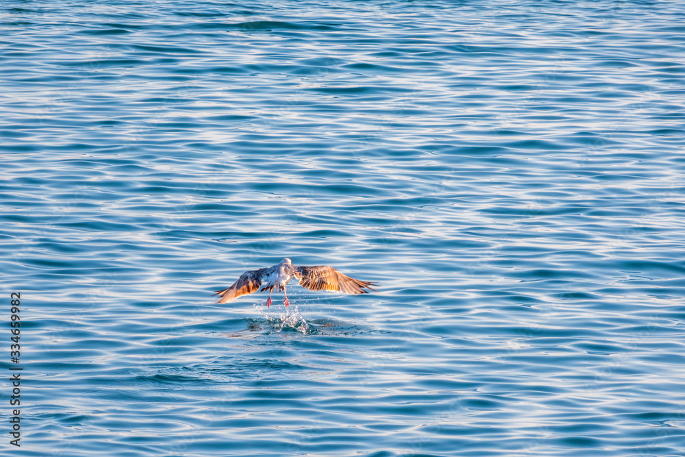 Obraz premium Seagull flying low over the water and hunt for fish.