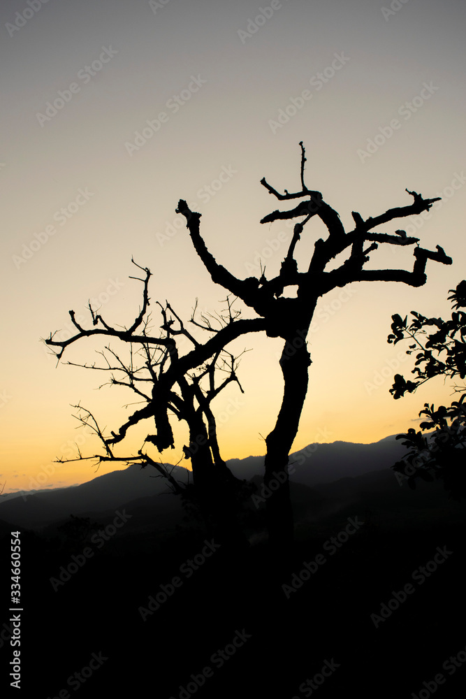 silhouette of a tree in sunset