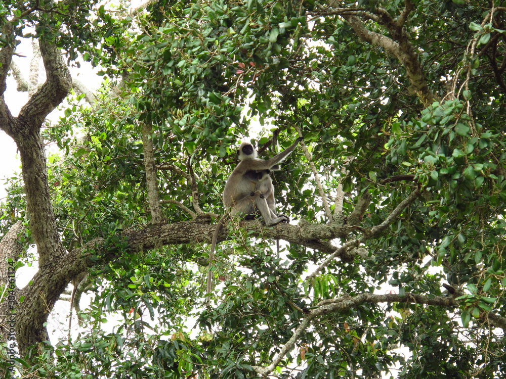 Obraz premium The monkey on the safari in Yala National park, Sri Lanka