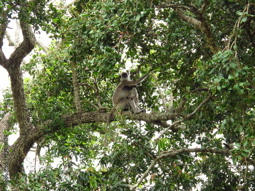 The monkey on the safari in Yala National park, Sri Lanka