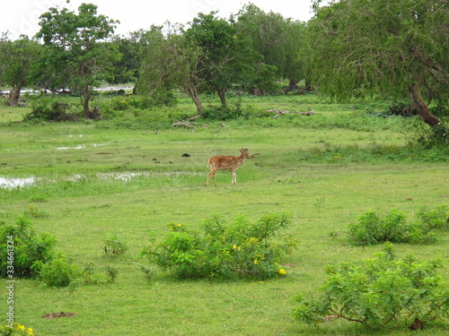 The antelope on the safari in Yala National park, Sri Lanka © Sergey