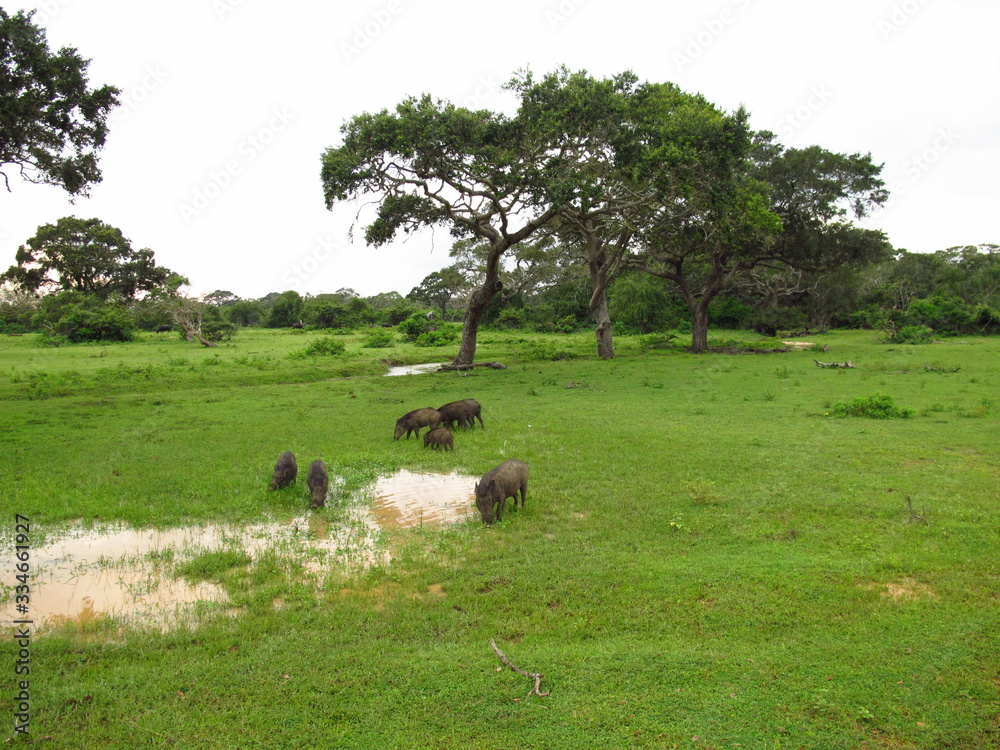 The warthog on the safari in Yala National park, Sri Lanka The warthog on the safari in Yala National park, Sri Lanka