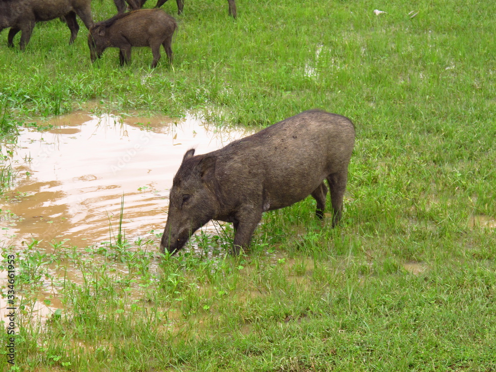 The warthog on the safari in Yala National park, Sri Lanka The warthog on the safari in Yala National park, Sri Lanka
