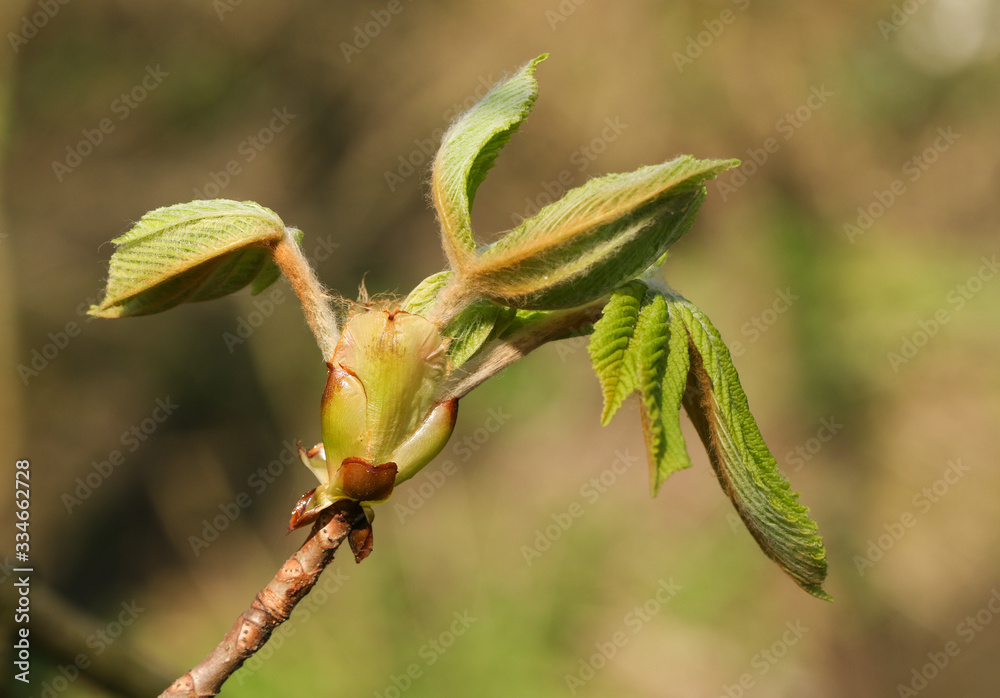 The bud of a Horse Chestnut tree, Aesculus hippocastanum, opening up in the spring sunshine. The bud of a Horse Chestnut tree, Aesculus hippocastanum, opening up in the spring sunshine.