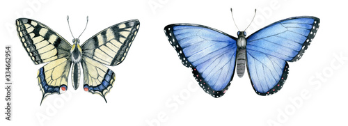 Watercolor Butterflies (Papilio machaon, Menelaus blue morpho)
Isolated on White Background. Hand Drawn Illustration  photo
