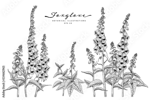 Sketch Floral decorative set. Foxglove flower drawings. Black and white with line art isolated on white backgrounds. Hand Drawn Botanical Illustrations. Elements vector.