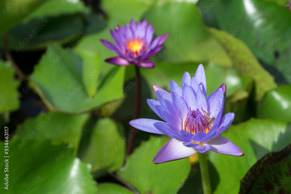 Beautiful purple waterlily or lotus flower blooming and leaf in morning summer tropical on water surface pond. Green nature background, save environmental or abstract peace, meditation, spa concept. Beautiful purple waterlily or lotus flower blooming and leaf in morning summer tropical on water surface pond. Green nature background, save environmental or abstract peace, meditation, spa concept.