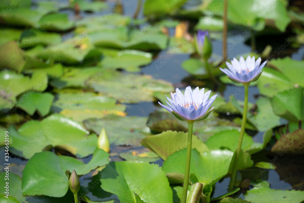 Beautiful purple waterlily or lotus flower blooming and leaf in morning summer tropical on water surface pond. Green nature background, save environmental or abstract peace, meditation, spa concept. Beautiful purple waterlily or lotus flower blooming and leaf in morning summer tropical on water surface pond. Green nature background, save environmental or abstract peace, meditation, spa concept.
