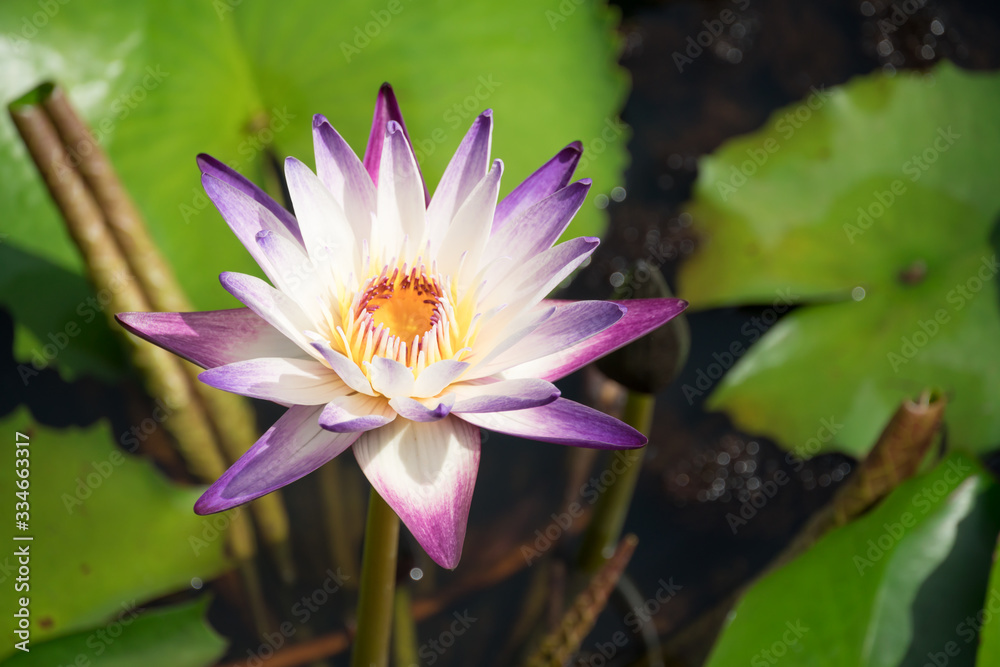Beautiful purple waterlily or lotus flower blooming and leaf in morning summer tropical on water surface pond. Green nature background, save environmental or abstract peace, meditation, spa concept. Beautiful purple waterlily or lotus flower blooming and leaf in morning summer tropical on water surface pond. Green nature background, save environmental or abstract peace, meditation, spa concept.