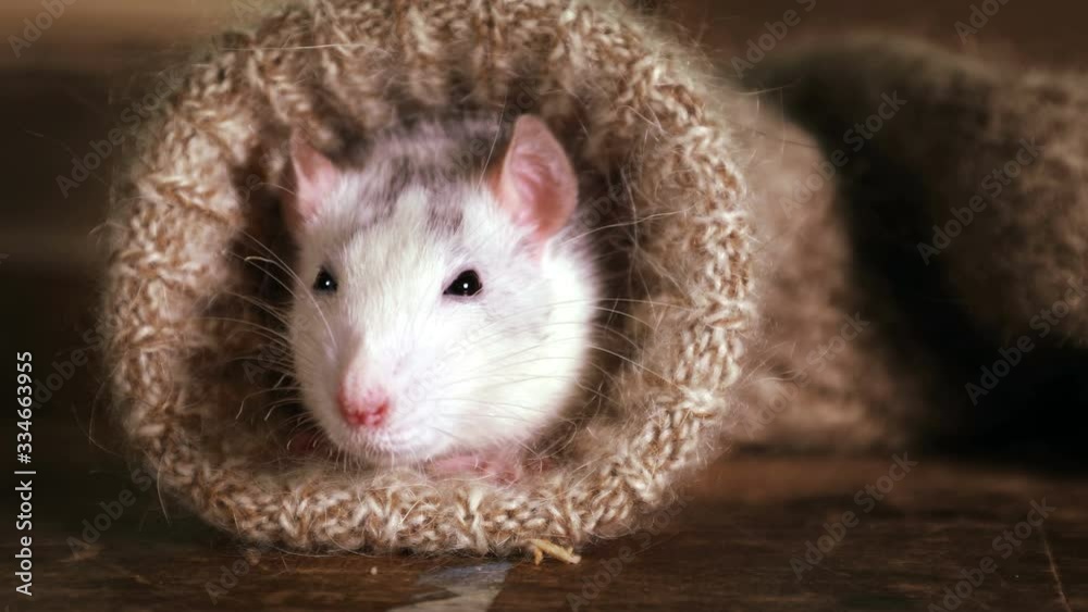 Funny grey-and-white rat peeks out of a wool sock and wiggles its whiskers Funny grey-and-white rat peeks out of a wool sock and wiggles its whiskers
