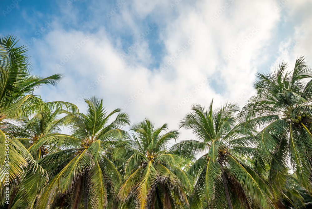Beautiful seaside coconut palm tree forest in sunshine day clear sky background. Travel tropical summer beach holiday vacation or save the earth, nature environmental concept. Beautiful seaside coconut palm tree forest in sunshine day clear sky background. Travel tropical summer beach holiday vacation or save the earth, nature environmental concept.