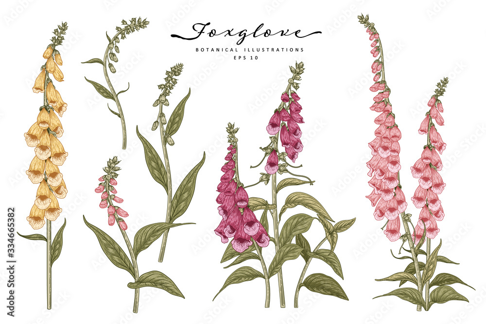 Sketch Floral decorative set. Pink, Yellow and Purple Foxglove flower