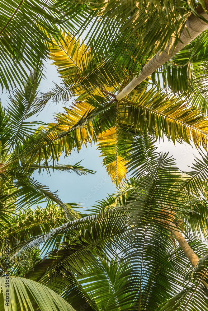 Green leave palm tree background with sky from bottom view. Tropical summer holiday or pattern from nature environmental for your creative design concept.