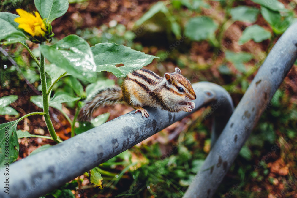 Chipmunk eating nuts at Japanese national park