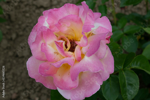 pink and white flower in the garden