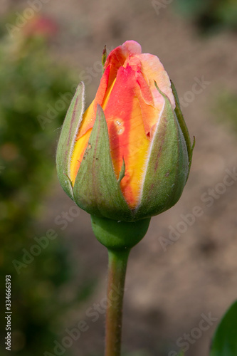 yellow rose cocoon before flowering