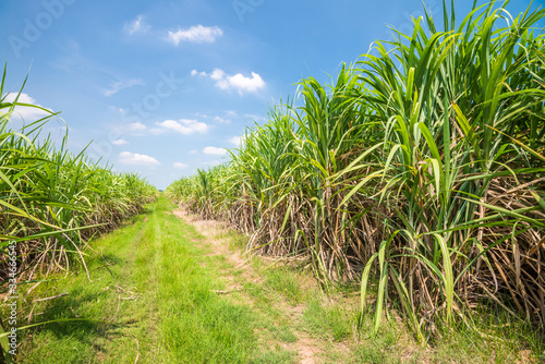 Agriculture sugarcane field farm with blue sky in sunny day background, Thailand. Sugar cane plant tree in countryside for food industry or renewable bioenergy power.