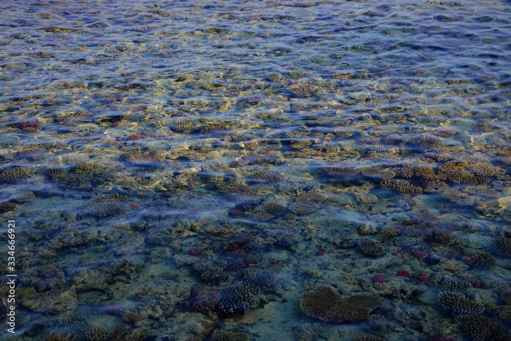  Coral and seaweed in red sea 