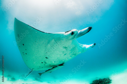 Manta ray swimming freely in the wild © Aaron