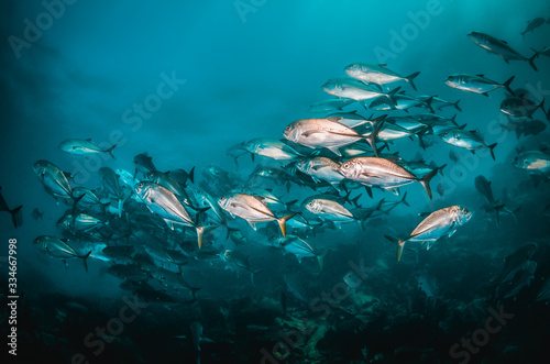 Photography Large school of fish swimming together in clear blue ocean