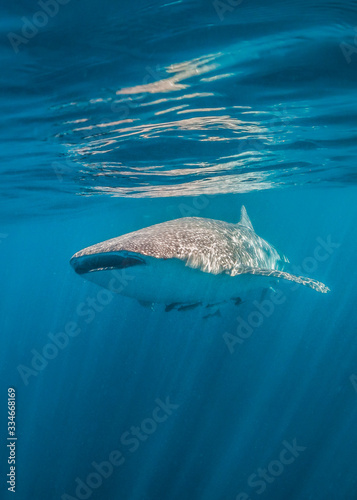 Whale shark swimming peacefully in the open ocean