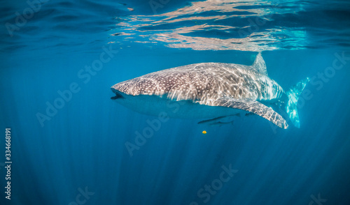 Whale shark swimming peacefully in the open ocean