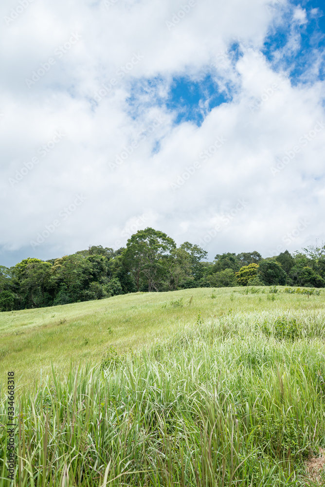 Obraz premium Beautiful tropical rainforest with grass field in Khao Yai national park, Thailand - Travel holiday and save environmental concept.