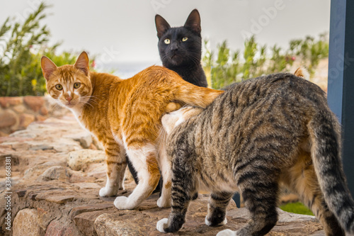 Three cats have fun on a stone fence. The cat sniffs his friend's tail. Spring animal games.