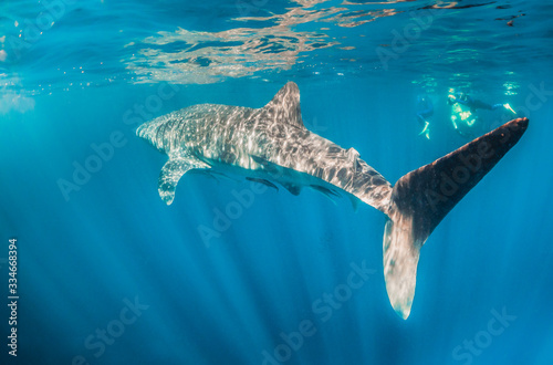 Whale shark swimming peacefully in the open ocean © Aaron
