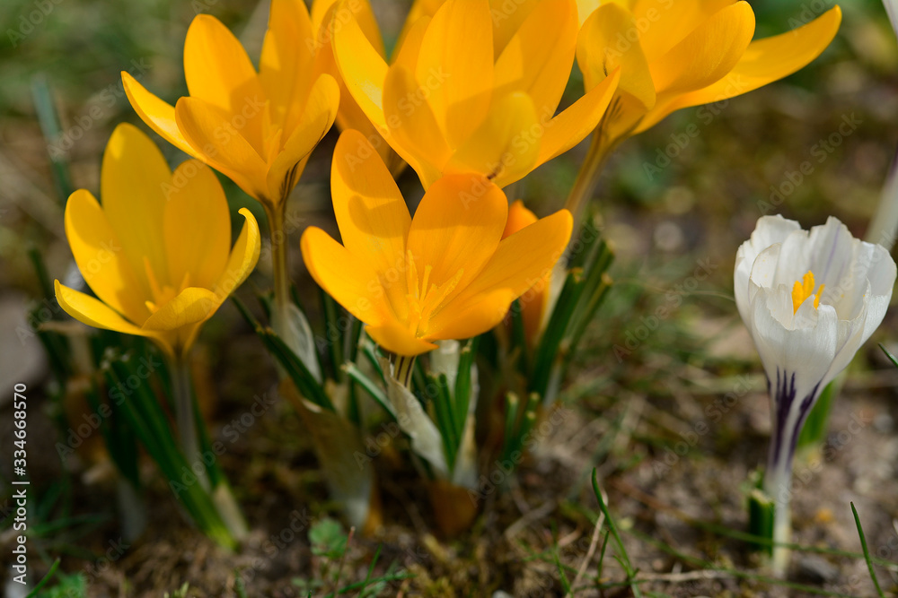 Spring flowers bloom close up Spring flowers bloom close up