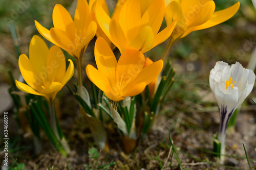 Spring flowers bloom close up