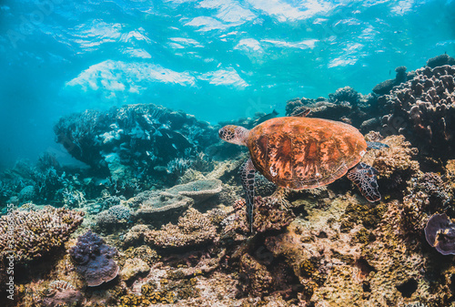 Green sea turtle swimming in the wild among pristine and colorful coral reef