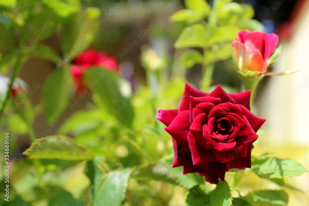 Beautiful ' Easy Elegance Kashmir Red Rose ' and a Rose bud blooming in a rose garden on background. red rose flowers symboling pure love and hope Beautiful ' Easy Elegance Kashmir Red Rose ' and a Rose bud blooming in a rose garden on background. red rose flowers symboling pure love and hope