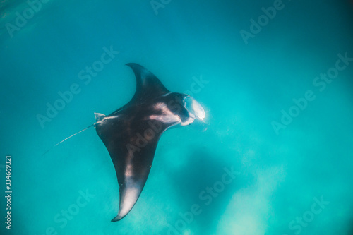 Manta ray swimming peacefully in the wild