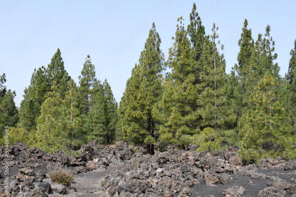 Volcan et forêt de Chinyero, Parque Nacional del Teide, Tenerife, ile des canaries ,Espagne Volcan et forêt de Chinyero, Parque Nacional del Teide, Tenerife, ile des canaries ,Espagne
