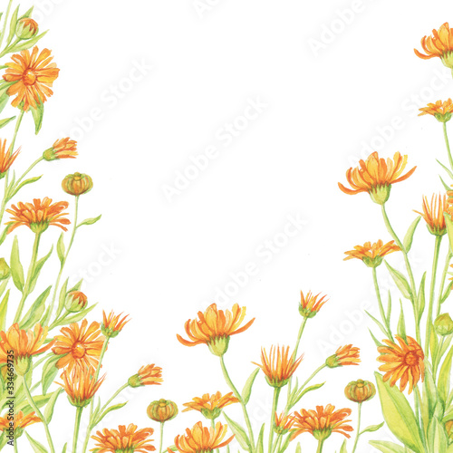 calendula pattern