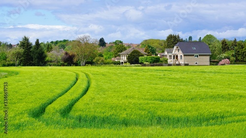 Houses and green wheat fields; beautiful landscape of countryside in spring