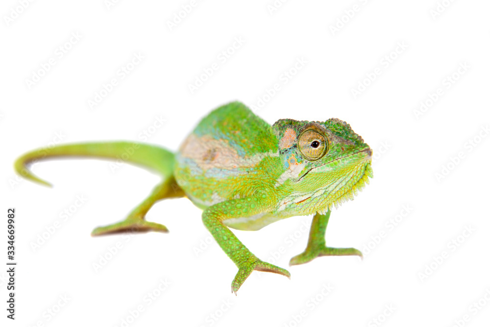 The Cape dwarf chameleon, Bradypodion pumilum, on white The Cape dwarf chameleon, Bradypodion pumilum, on white
