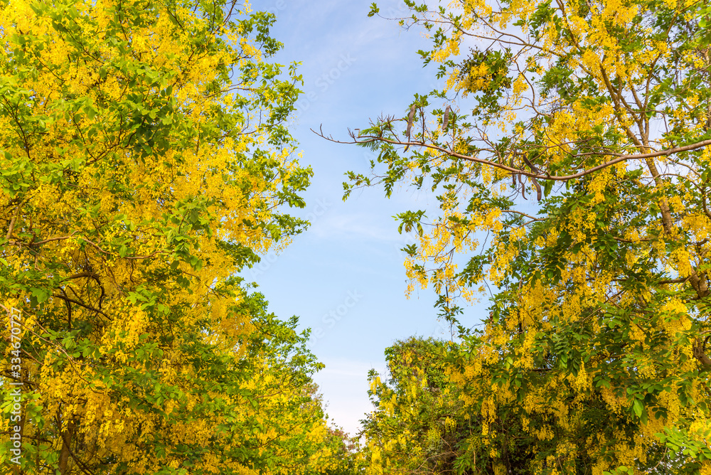 Naklejka premium Beautiful yellow flowers blooming garden beside countryside road with blue sky background in sunshine day summer season. Green natural and fresh tropical floral field in morning sunlight.