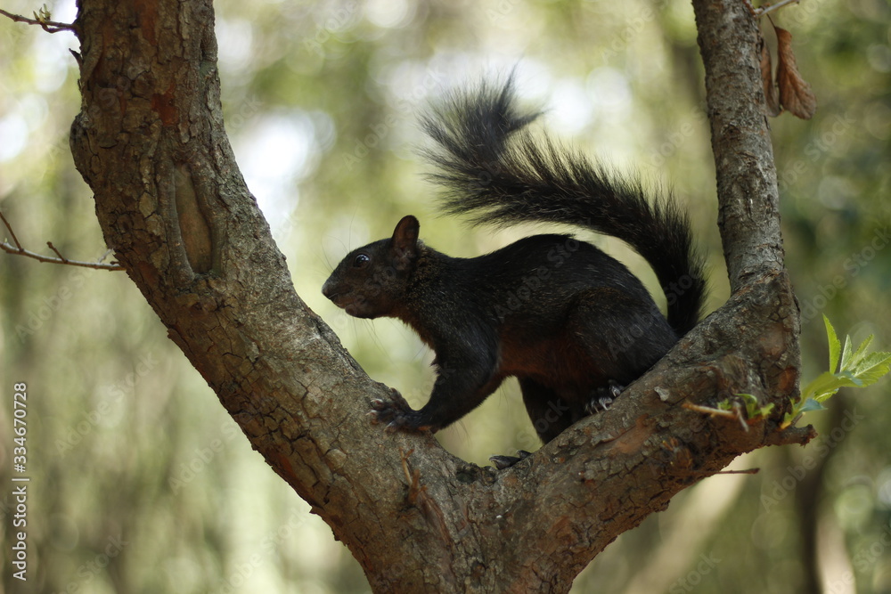 ardilla en árbol en medio del bosque Stock-Foto | Adobe Stock