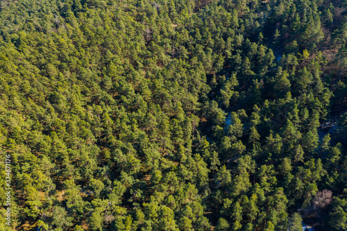 Aerial view on forest from drone