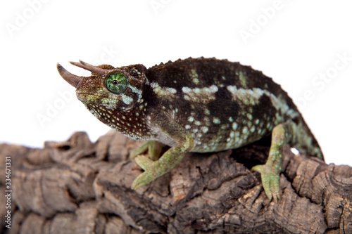 Jackson s horned chameleon  Trioceros jacksonii jacksonii  on white