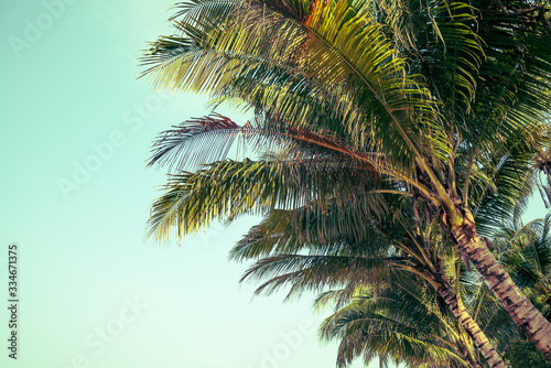 Beautiful seaside coconut palm tree leaves in sunny day clear sky background. Travel tropical summer beach holiday vacation or save the earth  nature environmental concept.