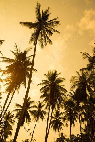 Beautiful silhouette coconut palm tree forest in sunset evening golden sunlight background. Travel tropical summer beach holiday vacation or save the earth, nature environmental concept. © pla2na