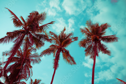 Beautiful coconut palm tree forest in sunshine day clear sky background color vintage tone. Travel tropical summer beach holiday vacation or save the earth, nature environmental concept. © pla2na