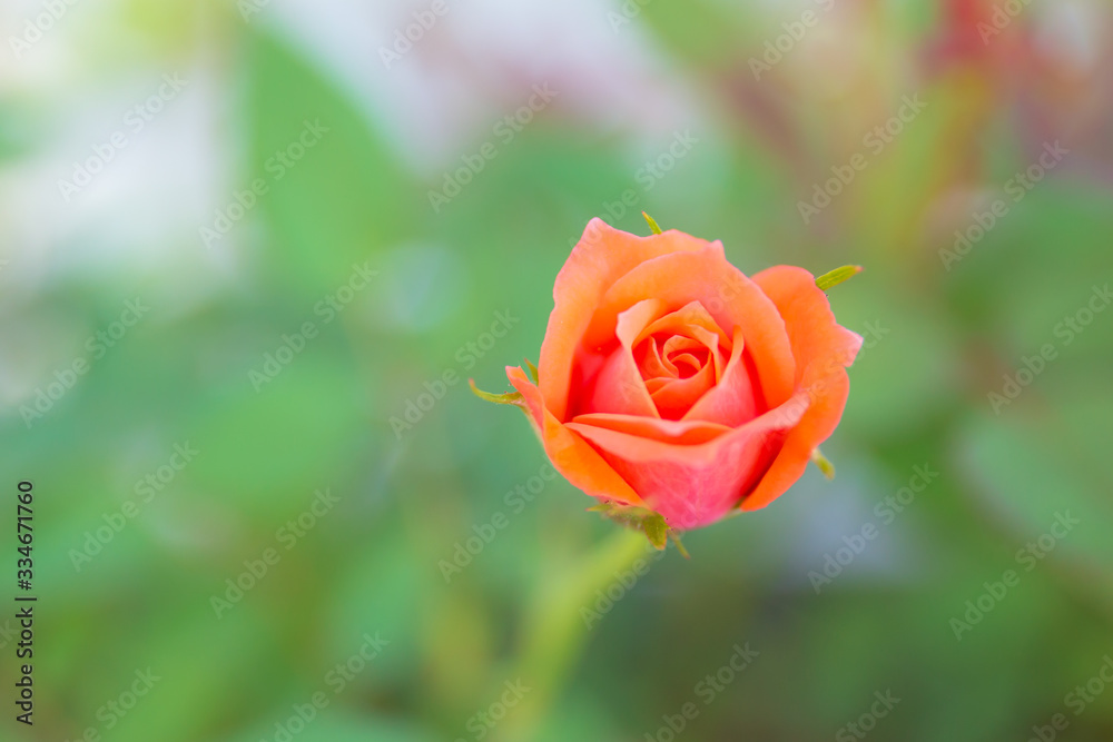 Beautiful cute small rose in closeup shot. Beautiful cute small rose in closeup shot.