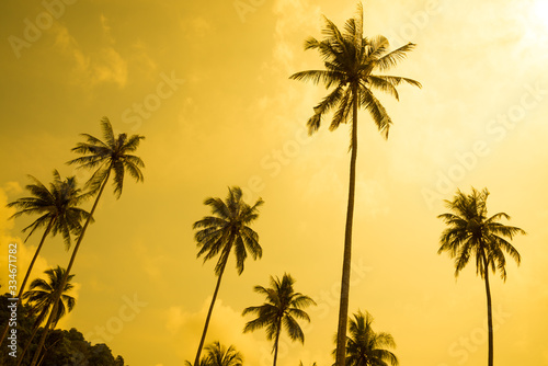 Beautiful coconut palm tree in sunshine day clear sky background color tone effect. Travel tropical summer beach holiday vacation or save the earth, nature environmental concept.