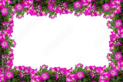 petunias on a white background