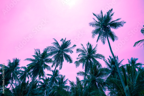 Beautiful coconut palm tree forest in sunshine day clear sky background color fun tone. Travel tropical summer beach holiday vacation or save the earth, nature environmental concept. © pla2na