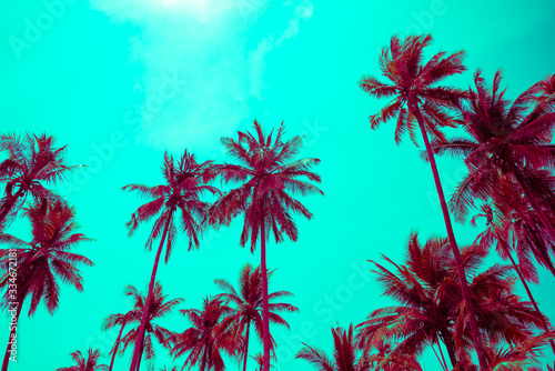 Beautiful seaside coconut palm tree in sunshine day clear sky background color fun tone. Travel tropical summer beach holiday vacation or save the earth  nature environmental concept.